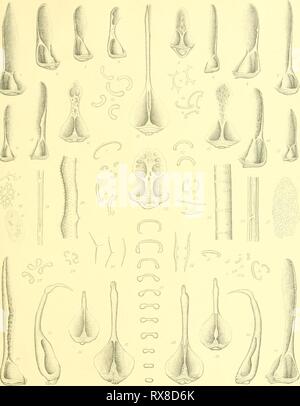 Echinoidea (1903) Echinoidea echinoidea00mort Year: 1903  li T/i.A/,&gt;r/i'riSi'/i. /:r//iriii/,/tti/ '/iib.VS/.   ^-. j^^'iy. .' Er/l771T(/()â , 7o./(///71 eIIs/it/ii Stock Photo