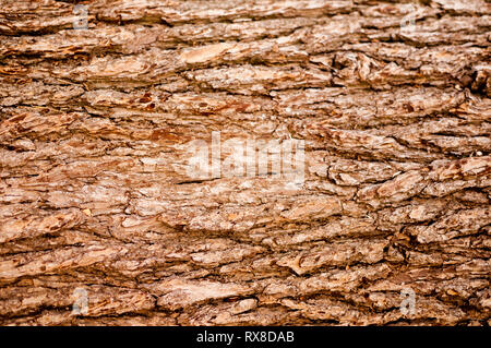 closeup image of brown tree bark background Stock Photo