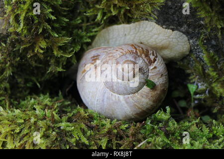 The Edible Snail, Helix pomatia, otherwise known as the Roman snail, Burgundy snail, or escargot. Stock Photo
