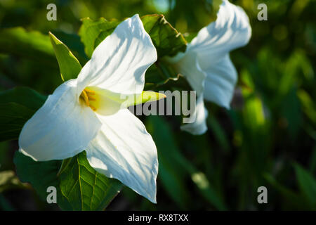 White Trilliums (Trillium grandiflorum) up close, Ontario's Provincial flower in hardwood bush, nr Orangeville, Ontario, Canada Stock Photo