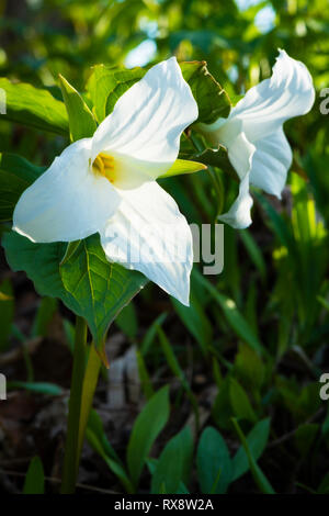 White Trilliums (Trillium grandiflorum) up close, Ontario's Provincial flower in hardwood bush, nr Orangeville, Ontario, Canada Stock Photo