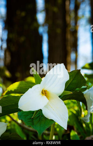 White Trilliums (Trillium grandiflorum), Ontario's Provincial flower in hardwood bush, nr Orangeville, Ontario, Canada Stock Photo