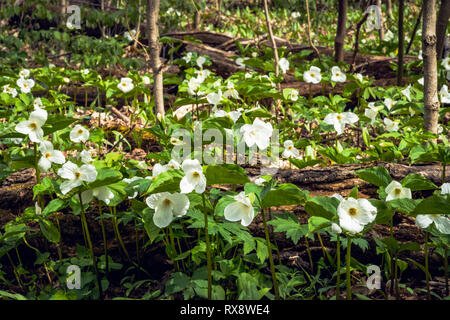 White Trilliums (Trillium grandiflorum), Ontario's Provincial flower in hardwood bush, nr Orangeville, Ontario, Canada Stock Photo