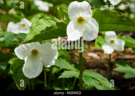 Small cluster of White Trilliums (Trillium grandiflorum), Ontario's Provincial flower in hardwood bush, nr Orangeville, Ontario, Canada Stock Photo