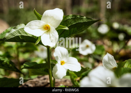 White Trilliums (Trillium grandiflorum), Ontario's Provincial flower in hardwood bush, nr Orangeville, Ontario, Canada Stock Photo