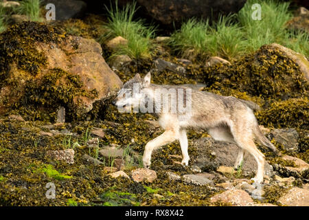 British Columbia Coastal Gray Wolf, (Canis lupus columbianus) (Canis lupus), Khutzeymateen Grizzly Bear Sanctuary, Northern, BC, Canada Stock Photo