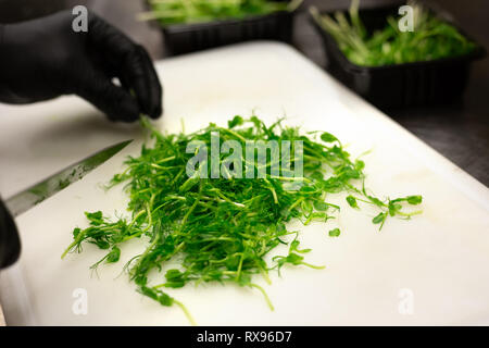 Gloved hands cutting green pea sprouts with knife on white plastic chopping board. Stock Photo