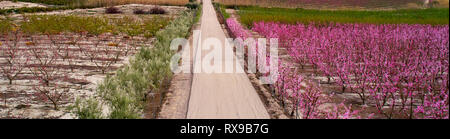 Cropped panoramic image bright pink orchards in bloom. Fields with blossoming peach, plum nectarine trees fruit trees, mountain range, Cieza, Spain Stock Photo