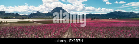 Cropped panoramic image bright pink orchards in bloom. Fields with blossoming peach, plum nectarine trees fruit trees, mountain range, Cieza, Spain Stock Photo