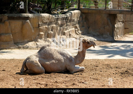 Side profile view calm resting relaxing lying on ground alone camel, sunny day, photo taken in safari park zoo park of Spain Stock Photo