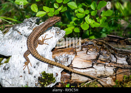 Brown Viviparous lizard (Zootoca vivipara) climbed on a white tree bark, camouflaged near the tree's brown root and green leaves. Close up/macro of th Stock Photo