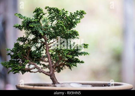Close-up of bonsai tree against window Stock Photo