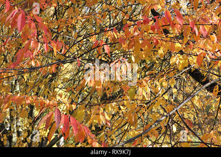 Autumnal leaves of the Japanese Cherry, Prunus serrulata Stock Photo