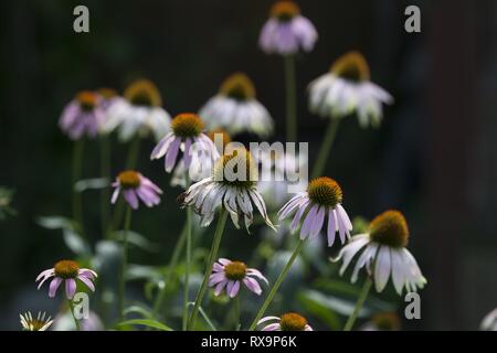 Seasons Flora Mid Summer Season Purple Coneflower Stock Photo