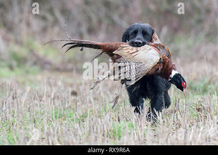a black cocker spaniel retrieving a pheasant Stock Photo