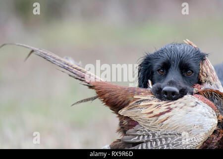 a black cocker spaniel retrieving a pheasant Stock Photo