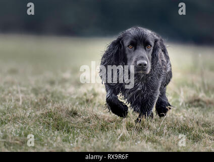 a black cocker spaniel running towards the camera Stock Photo