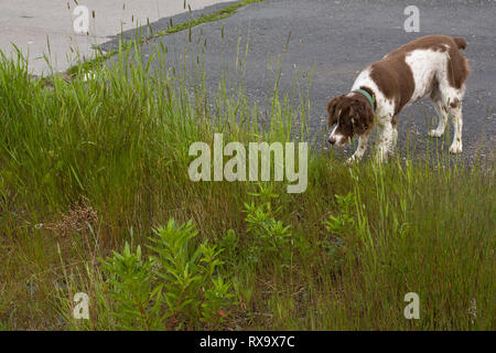 Campobello Island, Charlotte County, New Brunswick, Canada Stock Photo