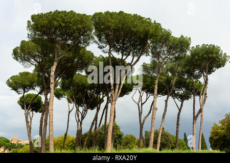 Italian Pine Nut trees in Rome. Stock Photo
