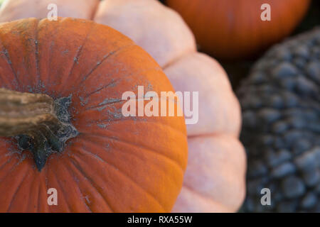 High angle view of various pumpkins for sale at market Stock Photo