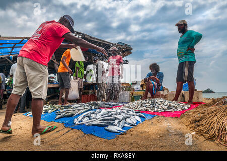 A fish seller sprinkles water over the days catch to keep it from drying out in the heat at Galle Fish Market near the town of  Galle in Sri Lanka. Stock Photo