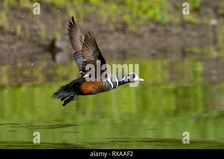 Adult male drake Harlequin duck (Histrionicus histrionicus) in flight, Khutzeymateen Grizzly Bear Sanctuary, Northern BC, Canada Stock Photo