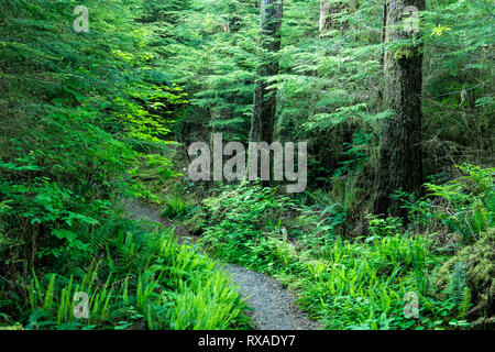 Gatton Creek Falls Trail, Lake Quinault, Olympic National Forest, Washington state, USA Stock Photo
