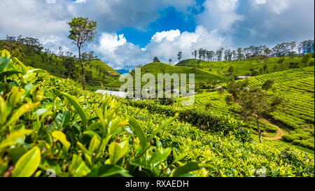Famous green tea plantation landscape view from Lipton's Seat, Haputale, Sri Lanka. Stock Photo