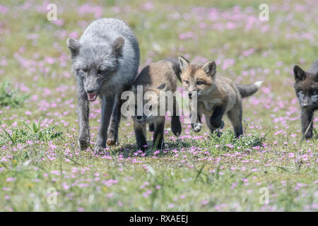 An adult female cross fox running through meadow full of wildflowers with kits; the cross fox is a partially melanistic colour variant of the red fox (Vulpes vulpes). Stock Photo