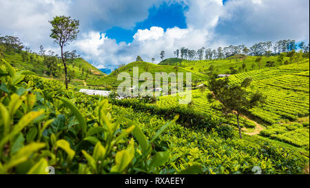 Famous green tea plantation landscape view from Lipton's Seat, Haputale, Sri Lanka. Stock Photo