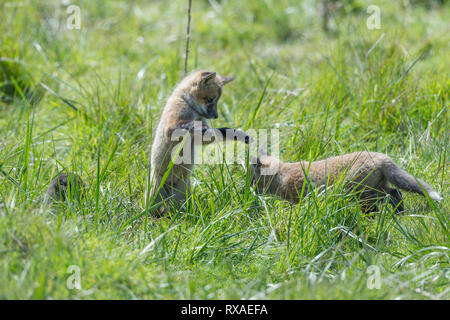 Two cross fox pups, red fox (Vulpes vulpes) playing in a meadow Stock Photo