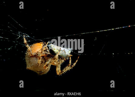 Orb Weaver binding up grasshopper caught in web, Saskatchewan, Canada Stock Photo