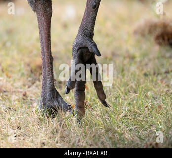 image of a turkey walking through the field Stock Photo - Alamy