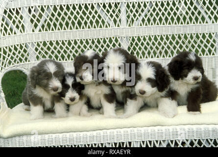 6 Bearded Collie Puppies sitting on a wicker bench Stock Photo