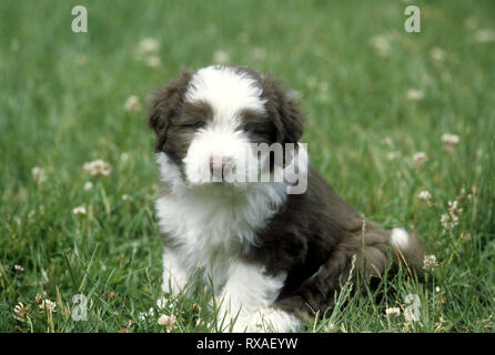 Bearded Collie Puppy sitting in field facing camera Stock Photo
