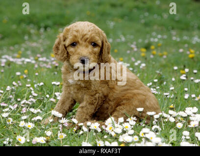 Labradoodle Puppy sitting in field of flowers. Stock Photo