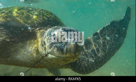 Underwater photography. Sea turtle. Hikkaduwa, Sri Lanka. Stock Photo