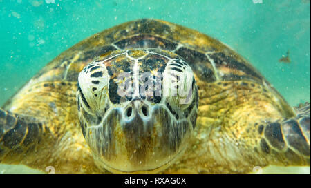 Underwater photography. Sea turtle. Hikkaduwa, Sri Lanka. Stock Photo