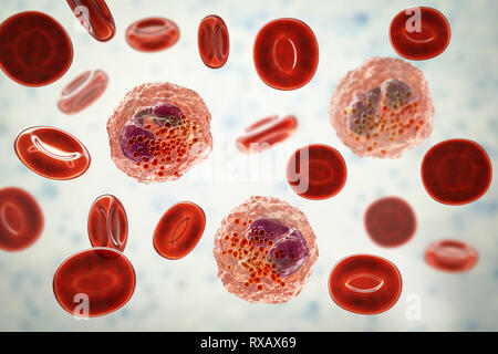 Microscopic haematology ( Red blood cells : erythrocytes )( White blood ...