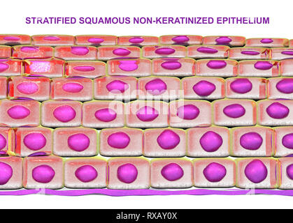 nonkeratinized stratified squamous epithelium mouth