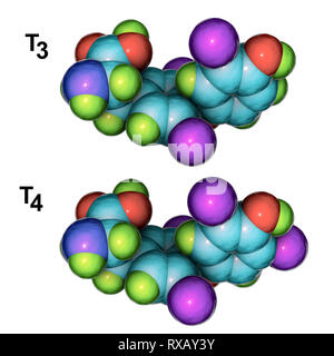 Triiodothyronine and thyroxine hormone, molecular models Stock Photo