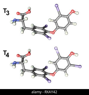 Triiodothyronine and thyroxine hormone, molecular models Stock Photo