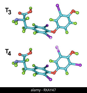 Triiodothyronine and thyroxine hormone, molecular models Stock Photo