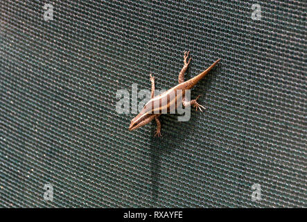 A close view of a skink or lizard on a green mesh fence wathcing out for preditors Stock Photo