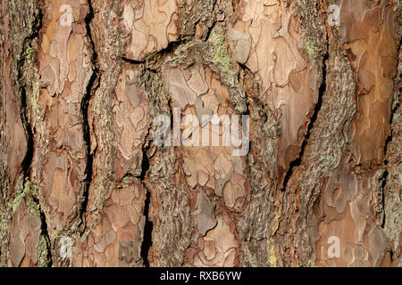 Tree bark texture of Pinus silvestris or Scots pine with beautiful rough cracked pattern Stock Photo