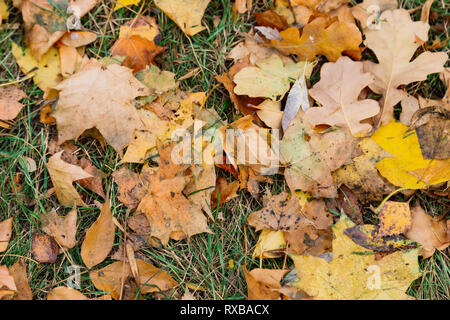 Autumn. Multicolored maple leaves lie on the grass Stock Photo