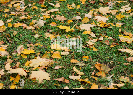 Autumn. Multicolored maple leaves lie on the grass Stock Photo