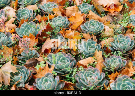 Autumn. Multicolored maple leaves lie on the grass Stock Photo