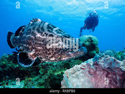 Black grouper, Mycteroperca bonaci, and scuba diver, Palancar Reef, Cozumel, Mexico Stock Photo