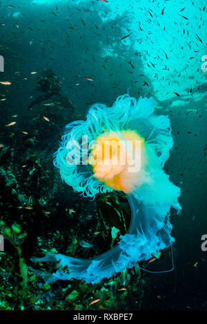 Fried egg jellyfish or egg-yolk jellyfish, Phacellophora camtschatica, Browning Passage, British Columbia, Canada Stock Photo